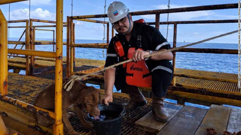 Workers threw a rope around the dog to rescue it from the sea.